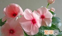 长春花的花语是什么意思 长春花的花语介绍