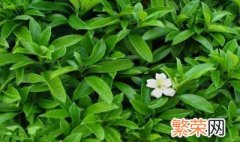 茉莉花什么时候开 茉莉花开花时间简述