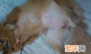 如何辨别猫是否怀孕 辨别猫怀孕的方法