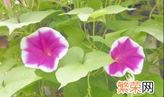 牵牛花什么时候开 牵牛花怎么养护