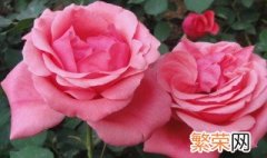 月季花是什么颜色 月季花的养护方法