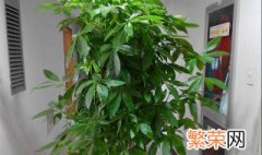 客厅里什么绿植好养 客厅里养什么植物好