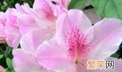 杜鹃花什么颜色 杜鹃花颜色