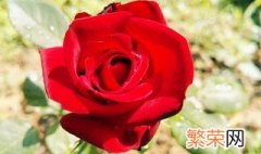 玫瑰花的特点 玫瑰花的三个特点介绍