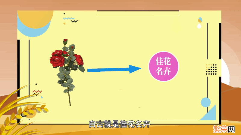 野蔷薇花语 野蔷薇花语是什么