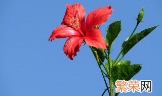 扶桑花的寓意 扶桑花的花语和寓意是什么