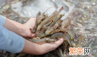 小河虾可以连头吃吗 小河虾虾头可以吃吗