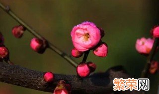 红梅花的花语是什么 红梅 花语