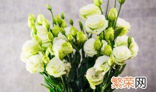 绿色桔梗花的花语 绿色桔梗花的花语是什么