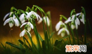 雪滴花含义 雪滴花的花语是什么