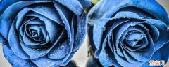 11朵蓝色玫瑰的花语是什么 11朵蓝玫瑰花语是什么意思