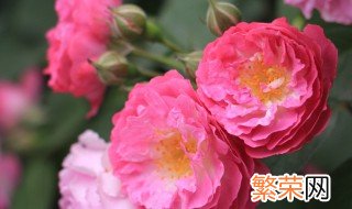 蔷薇花语是什么 带刺的蔷薇花语是什么