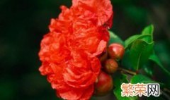 石榴花花语是什么 石榴花的花语