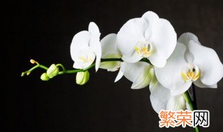 红心蝴蝶兰的花语是什么 红心蝴蝶兰花语是什么