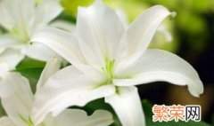 百合花花语和寓意 百合花花语和寓意是什么满天星什么样子