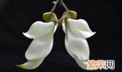 禾雀花的养殖方法介绍 禾雀花怎么养殖