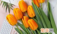 橙色郁金香花语是什么意思 橙色郁金香花语是什么