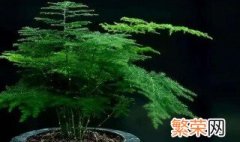 文竹开花寓意什么兆头 文竹开花寓意简述