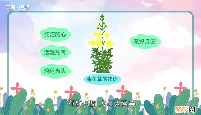 金鱼草花语 金鱼草花语寓意