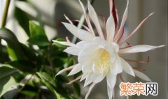 昙花如何养护才开花 如何促进昙花开花