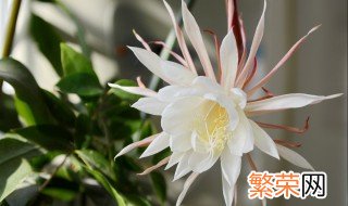 昙花如何养护才开花 如何促进昙花开花