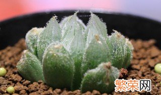 玉露多肉植物怎么养 玉露多肉植物养法