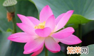 莲花寓意什么 莲花寓意介绍