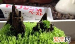 青苔怎么养才茂盛 青苔的养殖方法