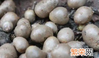 山药豆好还是山药好 山药和山药豆哪个更好