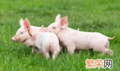 仔猪出生怎么处理 仔猪养护方法详解