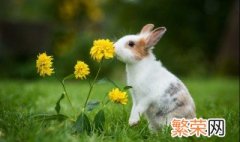 怎样养兔子容易养活 养殖兔子的技术