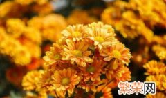 菊花在什么场合用 白菊花用于什么场合?