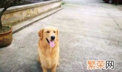 夏天给狗狗剃光毛 有助于让狗狗降温吗