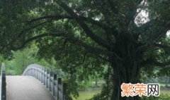 什么树的种子不进入土壤就可以萌发 哪种树的种子不进入土壤就可以萌发