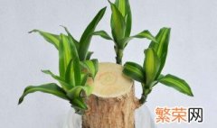 八种植物招财又旺宅 招财又旺宅的八种植物介绍