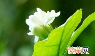 黄木香和红木香花是哪个香 黄木香花和茉莉花的区别