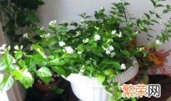 茉莉花一年开花三次要怎么养 茉莉花几天开一次花