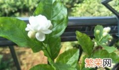 茉莉花几年苗开花 茉莉花种植几年开花