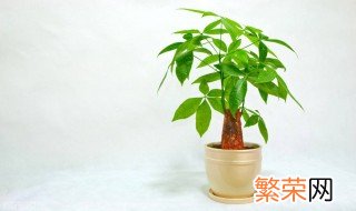 家里放什么植物好招财 5种助于家里招财的植物介绍