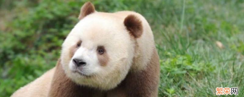 圈养棕白色大熊猫叫什么名字 棕白色大熊猫叫什么名字