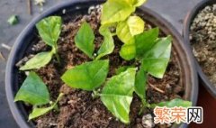 茉莉花水培生根注意什么 茉莉花怎么培植长根