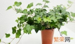 常春藤种子种植方法 常春藤种子如何种植