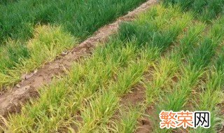 小麦打除草剂发黄叶子发干怎么办 小麦打除草剂发黄叶子发干的解决方法