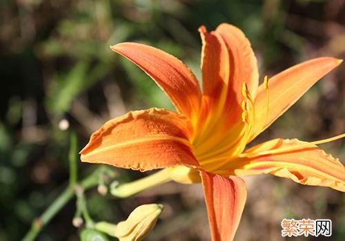 新鲜黄花菜是凉性还是热性 黄花菜是凉性还是热性