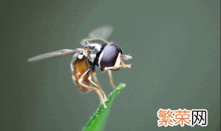 祛蝇妙招 夏天驱蝇小妙招