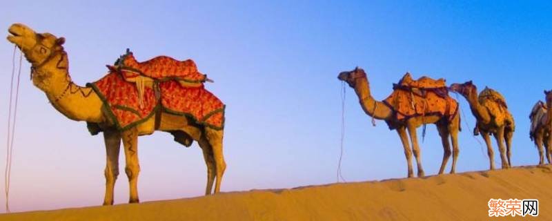 骆驼为什么可以长时间不喝水? 骆驼为什么可以长时间不喝水