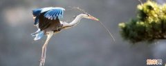 青庄鸟是几级保护动物 青鸟是保护动物吗