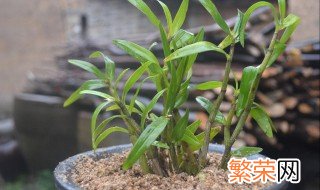 石斛种植方法 石斛怎么种植