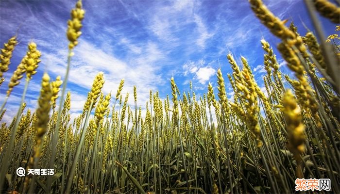 立夏是传统节日吗 立夏是不是传统节日