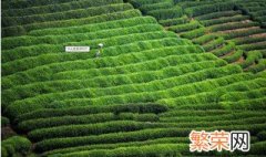 四大名茶之一的龙井茶产自哪里？ 龙井茶产地